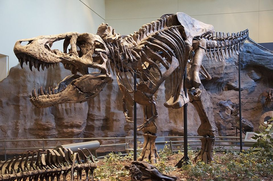 List of human evolution fossils - Wikipedia